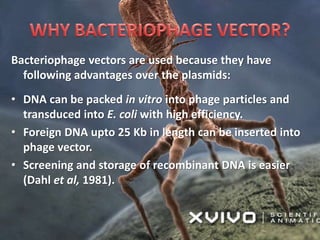 Bacteriophage vectors are used because they have
following advantages over the plasmids:
• DNA can be packed in vitro into phage particles and
transduced into E. coli with high efficiency.
• Foreign DNA upto 25 Kb in length can be inserted into
phage vector.
• Screening and storage of recombinant DNA is easier
(Dahl et al, 1981).
 
