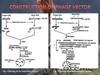 Fig : Cloning of an insertion vector. Fig : Cloning of a replacement vector.
 