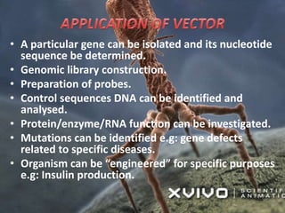 • A particular gene can be isolated and its nucleotide
sequence be determined.
• Genomic library construction.
• Preparation of probes.
• Control sequences DNA can be identified and
analysed.
• Protein/enzyme/RNA function can be investigated.
• Mutations can be identified e.g: gene defects
related to specific diseases.
• Organism can be “engineered” for specific purposes
e.g: Insulin production.
 