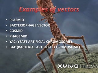 • PLASMID
• BACTERIOPHAGE VECTOR
• COSMID
• PHAGEMID
• YAC (YEAST ARTIFICIAL CHROMOSOME)
• BAC (BACTERIAL ARTIFICIAL CHROMOSOME)
 