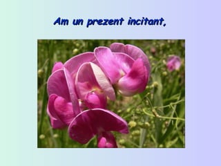 Am un prezent incitant ,   