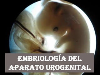 Embriología del
aparato urogenital
 