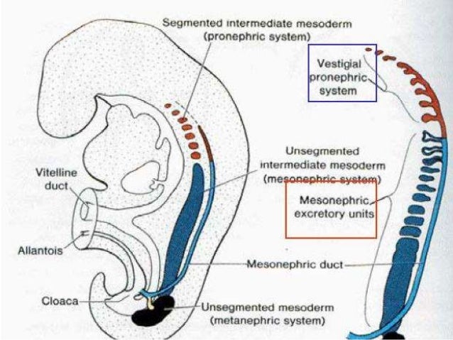 Resultado de imagen para embriologia del sistema excretor