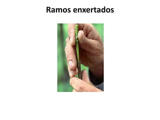 Ramos enxertados
 