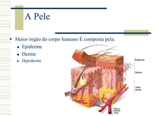 A Pele
 Maior órgão do corpo humano É composta pela:
 Epiderme
 Derme
 Hipoderme
 