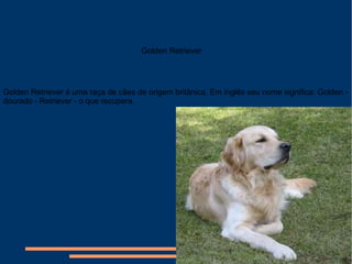 Golden Retriever é uma raça de cães de origem britânica. Em inglês seu nome significa: Golden - dourado - Retriever - o que recupera. Golden Retriever 