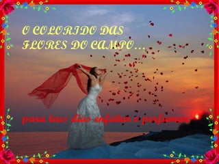 O COLORIDO DAS  FLORES DO CAMPO… para teus dias enfeitar e perfumar. 
