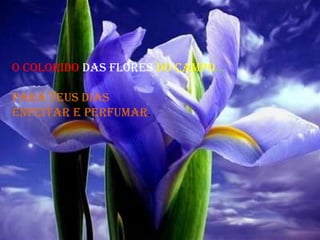 O COLORIDO  DAS FLORES  DO CAMPO ...  para teus dias  enfeitar e perfumar .  