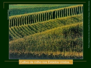 ParteintegrantedaobraGeografiaHomemeEspaço,EditoraSaraiva
Cultivo de milho nos Estados Unidos.
Corbis/LatinStock
 