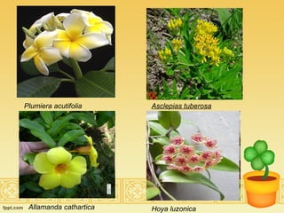 Plumiera acutifolia Allamanda   cathartica Asclepias tuberosa   Hoya luzonica 