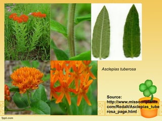 Asclepias tuberosa Source: http://www.missouriplants.com/Redalt/Asclepias_tuberosa_page.html 