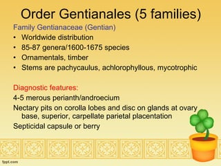 Order Gentianales (5 families) Family Gentianaceae (Gentian) Worldwide distribution  85-87 genera/1600-1675 species Ornamentals, timber Stems are pachycaulus, achlorophyllous, mycotrophic Diagnostic features: 4-5 merous perianth/androecium Nectary pits on corolla lobes and disc on glands at ovary base, superior, carpellate parietal placentation Septicidal capsule or berry 