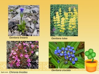 Gentiana linearis Gentiana lutea Chironia linoides Gentiana cruciata 