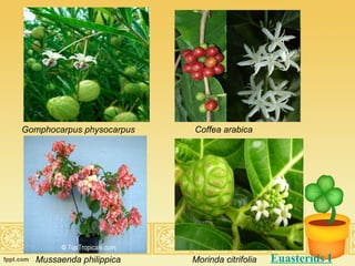 Gomphocarpus physocarpus Coffea arabica Mussaenda philippica Morinda citrifolia Euasterids I 