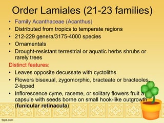 Order Lamiales (21-23 families) Family Acanthaceae (Acanthus) Distributed from tropics to temperate regions 212-229 genera/3175-4000 species Ornamentals Drought-resistant terrestrial or aquatic herbs shrubs or rarely trees Distinct features: Leaves opposite decussate with cyctoliths Flowers bisexual, zygomorphic, bracteate or bracteoles, 2-lipped Inflorescence cyme, raceme, or solitary flowers fruit a capsule with seeds borne on small hook-like outgrowth ( funicular retinacula ) 
