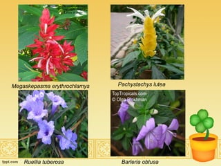 Pachystachys lutea   Megaskepasma erythrochlamys Ruellia tuberosa Barleria obtusa   