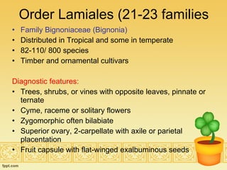 Order Lamiales (21-23 families Family Bignoniaceae (Bignonia) Distributed in Tropical and some in temperate 82-110/ 800 species Timber and ornamental cultivars Diagnostic features: Trees, shrubs, or vines with opposite leaves, pinnate or ternate Cyme, raceme or solitary flowers Zygomorphic often bilabiate Superior ovary, 2-carpellate with axile or parietal placentation Fruit capsule with flat-winged exalbuminous seeds 