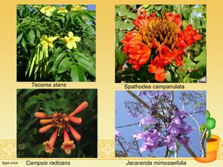 Tecoma stans Spathodea campanulata Campsis radicans   Jacaranda mimosaefolia 