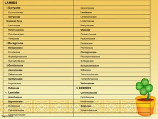   Carlemanniaceae Sphenocleaceae Calceolariaceae Solanceae Byblidaceae Montiniaceae Bignoniaceae Hydroleaceae Acanthaceae Convolvulaceae 4.  Lamiales 5.  Solanales Rubiaceae Verbenaceae Loganiaceae Tomandersiaceae Gentianaceae Tetrachondraceae Gelsemiaceae Stilbaceae Apocynaceae Scrophulariaceae 3. Gentianales Schlegiaceae Hydrophyllaceae Plocospermataceae Hoplestigmataceae Plantaginaceae Ehretiaceae Phyrmaceae Boraginaceae Pedaliaceae 2. Boraginales Paulowniaceae Vahliaceae Orobanchaceae Oncothecaceae Oleaceae Metteniusaceae Martyniaceae Icacinaceae Linderniaceae  Unplaced Taxa Lentibulariaceae Garryaceae Lamiaceae Eucommiaceae Gesneriaceae 1. Garryales   LAMIIDS   