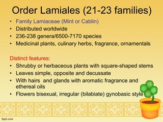 Order Lamiales (21-23 families) Family Lamiaceae (Mint or Cablin) Distributed worldwide 236-238 genera/6500-7170 species Medicinal plants, culinary herbs, fragrance, ornamentals Distinct features:  Shrubby or herbaceous plants with square-shaped stems Leaves simple, opposite and decussate With hairs  and glands with aromatic fragrance and ethereal oils Flowers bisexual, irregular (bilabiate) gynobasic style 