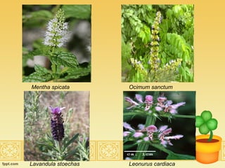 Lavandula stoechas   Leonurus cardiaca Ocimum sanctum Mentha spicata 