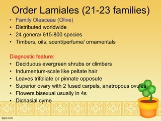 Order Lamiales (21-23 families) Family Oleaceae (Olive) Distributed worldwide 24 genera/ 615-800 species Timbers, oils, scent/perfume/ ornamentals Diagnostic feature:  Deciduous evergreen shrubs or climbers Indumentum-scale like peltate hair Leaves trifoliate or pinnate opposute  Superior ovary with 2 fused carpels, anatropous ovules Flowers bisexual usually in 4s Dichasial cyme 