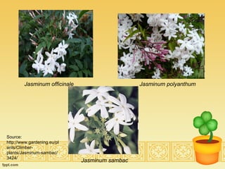 Jasminum officinale Jasminum polyanthum Jasminum sambac Source: http://www.gardening.eu/plants/Climber-plants/Jasminum-sambac/3424/ 