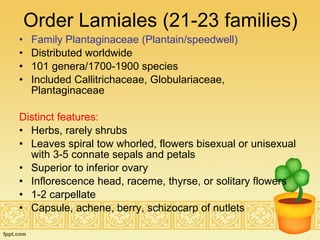 Order Lamiales (21-23 families) Family Plantaginaceae (Plantain/speedwell) Distributed worldwide  101 genera/1700-1900 species Included Callitrichaceae, Globulariaceae, Plantaginaceae Distinct features:   Herbs, rarely shrubs Leaves spiral tow whorled, flowers bisexual or unisexual with 3-5 connate sepals and petals Superior to inferior ovary Inflorescence head, raceme, thyrse, or solitary flowers 1-2 carpellate Capsule, achene, berry, schizocarp of nutlets  