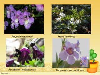 Angelonia gardneri Hebe vernicosa   Penstemon whippleanus  Penstemon secundiflorus  