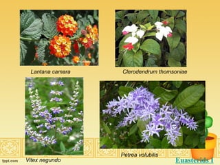 Lantana camara Clerodendrum thomsoniae Vitex negundo Petrea volubilis Euasterids I 
