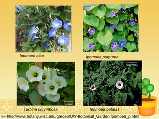 Ipomoea alba Ipomoea purpurea Turbina corymbosa Ipomoea batatas http://www.botany.wisc.edu/garden/UW-Botanical_Garden/Ipomoea_p.html 