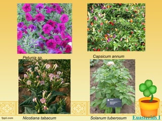Petunia sp.  Capsicum annum  Nicotiana tabacum  Solanum tuberosum  Euasterids I 