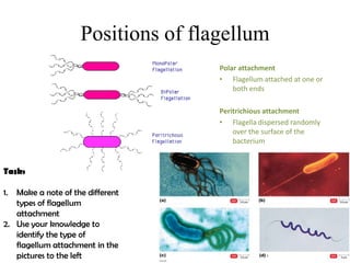 Eubacteria | PPTX