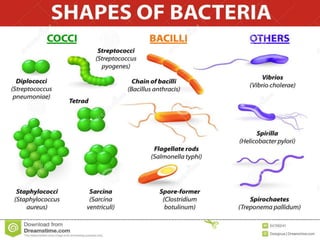 SHAPES OF EUBACTERIA
 