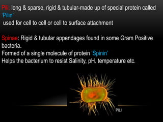 Pili: long & sparse, rigid & tubular-made up of special protein called
‘Pilin’
used for cell to cell or cell to surface attachment
Spinae: Rigid & tubular appendages found in some Gram Positive
bacteria.
Formed of a single molecule of protein ’Spinin’
Helps the bacterium to resist Salinity, pH. temperature etc.
PILIFIMBRIAE
 