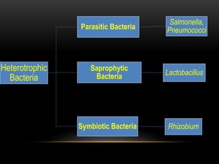 Heterotrophic
Bacteria
Parasitic Bacteria
Salmonella,
Pneumococci
Saprophytic
Bacteria Lactobacillus
Symbiotic Bacteria Rhizobium
 
