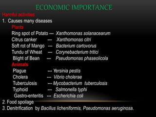 ECONOMIC IMPORTANCE
Harmful activities
1. Causes many diseases
Plants
Ring spot of Potato --- Xanthomonas solanacearum
Citrus canker --- Xanthomonas citri
Soft rot of Mango --- Bacterium cartovorus
Tundu of Wheat --- Corynebacterium tritici
Blight of Bean --- Pseudomonas phaseolicola
Animals
Plague --- Yersinia pestis
Cholera --- Vibrio cholerae
Tuberculosis --- Mycobacterium tuberculosis
Typhoid --- Salmonella typhi
Gastro-enteritis --- Escherichia coli
2. Food spoilage
3. Denitrification by Bacillus licheniformis, Pseudomonas aeruginosa.
 
