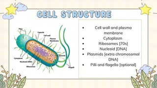 Cell wall and plasma
membrane
Cytoplasm
Ribosomes [70s]
Nucleoid [DNA]
Plasmids [extra chromosomal
DNA]
Pilli and flagella [optional]
CELL STRUCTURE
CELL STRUCTURE
 