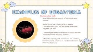 EXAMPLES OF EUBACTERIA
EXAMPLES OF EUBACTERIA
Escherichia coli:
This bacterium is a member of the Eubacteria
domain.
It falls under the Proteobacteria phylum.
Characterized by its rod-like shape and Gram-
negative cell wall.
Commonly inhabits the intestines of various warm-
blooded animals, including humans.
While the majority of E. coli strains are harmless,
certain variants can lead to foodborne illnesses and
other health issues.
 