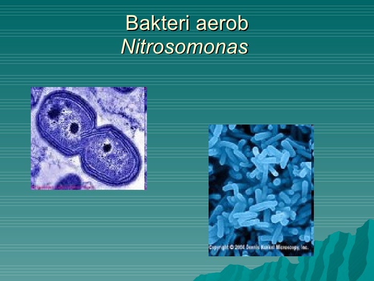 Image Result For Bakteri Aerob Image Result For Bakteri Aerob