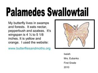 Isaiah
Mrs. Eubanks
First Grade
2010
My butterfly lives in swamps
and forests. It eats nectar,
pepperbush and azaleas. It’s
wingspan is 4 ½ to 5 1/8
inches. It is yellow and
orange. I used the website:
www.butterfliesandmoths.org
 