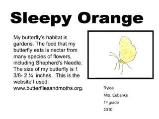 Rylee
Mrs. Eubanks
1st
grade
2010
My butterfly’s habitat is
gardens. The food that my
butterfly eats is nectar from
many species of flowers,
including Shepherd’s Needle.
The size of my butterfly is 1
3/8- 2 ¼ inches. This is the
website I used:
www.butterfliesandmoths.org.
 