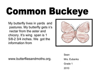 Sean
Mrs. Eubanks
Grade 1
2010
My butterfly lives in yards and
pastures. My butterfly gets it’s
nectar from the aster and
chicory. It’s wing span is 1
5/8-2 3/4 inches. We got the
information from
www.butterfliesandmoths.org.
 