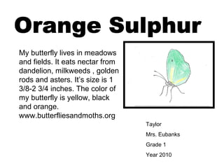 Taylor
Mrs. Eubanks
Grade 1
Year 2010
My butterfly lives in meadows
and fields. It eats nectar from
dandelion, milkweeds , golden
rods and asters. It’s size is 1
3/8-2 3/4 inches. The color of
my butterfly is yellow, black
and orange.
www.butterfliesandmoths.org
 