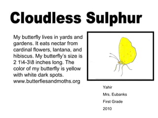Yahir
Mrs. Eubanks
First Grade
2010
My butterfly lives in yards and
gardens. It eats nectar from
cardinal flowers, lantana, and
hibiscus. My butterfly’s size is
2 14-38 inches long. The
color of my butterfly is yellow
with white dark spots.
www.butterfiesandmoths.org
 