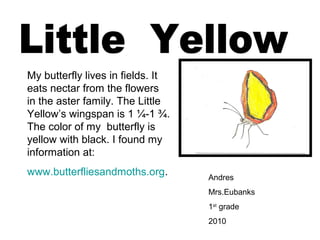 Andres
Mrs.Eubanks
1st
grade
2010
My butterfly lives in fields. It
eats nectar from the flowers
in the aster family. The Little
Yellow’s wingspan is 1 ¼-1 ¾.
The color of my butterfly is
yellow with black. I found my
information at:
www.butterfliesandmoths.org.
 