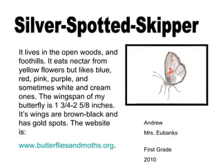 Andrew
Mrs. Eubanks
First Grade
2010
It lives in the open woods, and
foothills. It eats nectar from
yellow flowers but likes blue,
red, pink, purple, and
sometimes white and cream
ones. The wingspan of my
butterfly is 1 3/4-2 5/8 inches.
It’s wings are brown-black and
has gold spots. The website
is:
www.butterfliesandmoths.org.
 