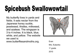 Evan
Mrs. Eubanks
1st
grade
2010
My butterfly lives in yards and
fields. It eats nectar from the
Japanese honey suckle,
jewelweed, thistles, milkweed,
and azaleas. The wingspan is
3 to 4 inches. It is black, blue,
white, and yellow. The website
we used is:
www.butterfliesandmoths.org.
 