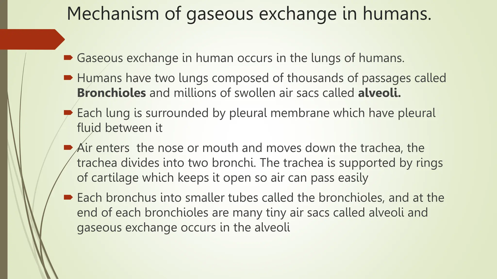 GASEOUS_EXCHANGE.pptx for biology csec students | PPTX