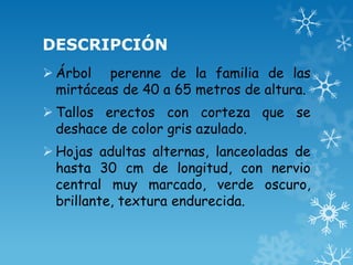 DESCRIPCIÓN
 Árbol perenne de la familia de las
mirtáceas de 40 a 65 metros de altura.

 Tallos erectos con corteza que se
deshace de color gris azulado.
 Hojas adultas alternas, lanceoladas de
hasta 30 cm de longitud, con nervio
central muy marcado, verde oscuro,
brillante, textura endurecida.

 
